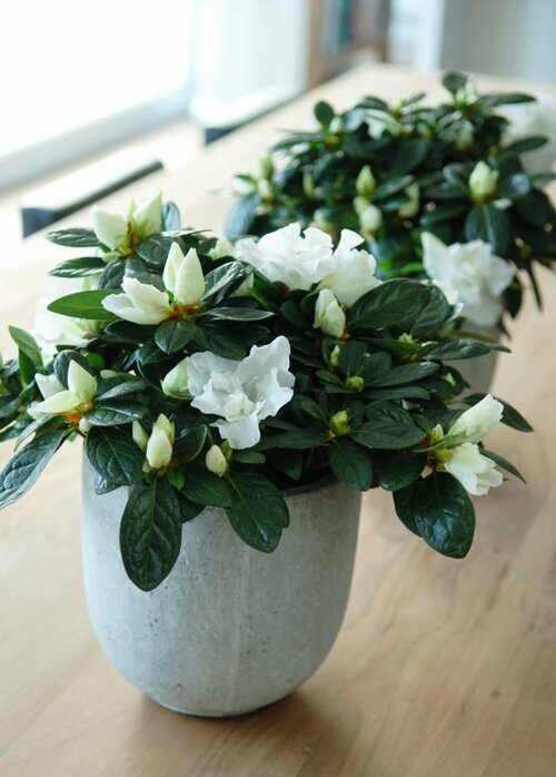 azalea in combinatie met natuurlijke kleuren 