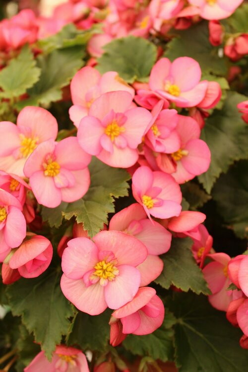Begonia - Groen van bij ons