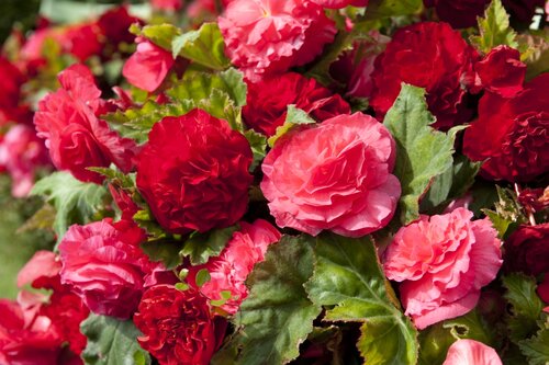 Knolbegonia - Groen van bij ons