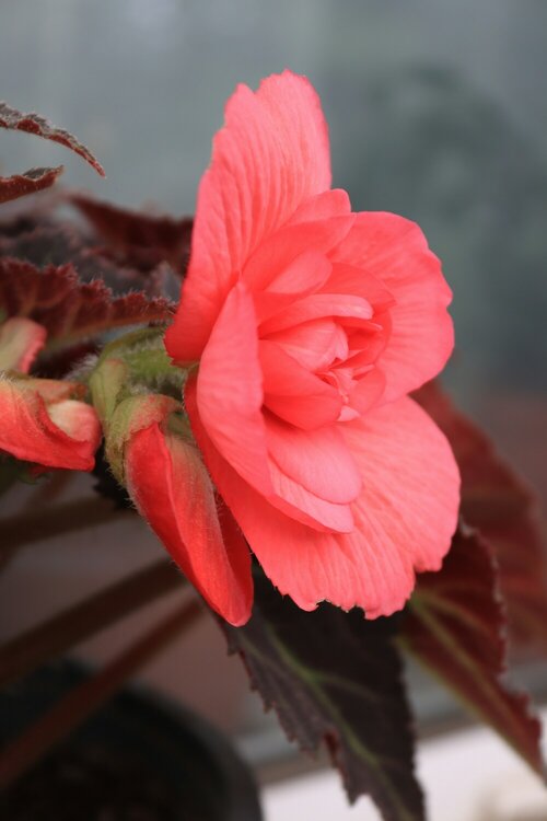 Begonia - Groen van bij ons