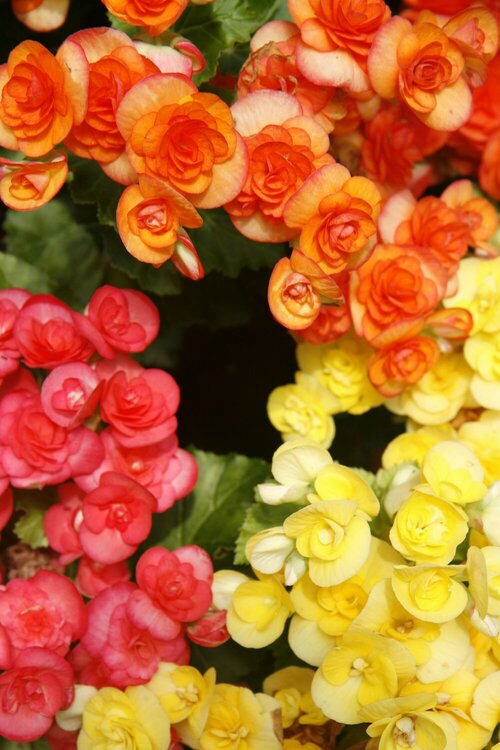 Begonia - Groen van bij ons