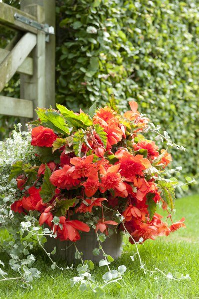 Grootbloemige begonia - Groen van bij ons