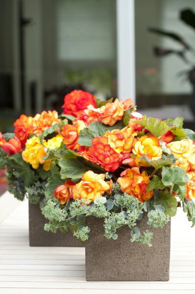 Begonia - Groen van bij ons
