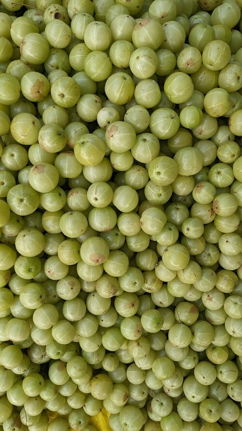Bessenstruiken planten - Groen van bij ons
