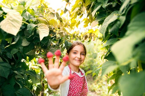 Bessenstruiken planten - Groen van bij ons