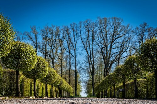 Bijzondere boomvormen - Groen van bij ons