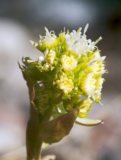 Detail van bladplant met decoratief blad