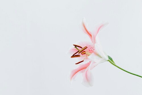 Bloemen kiezen voor boeketten - Groen van bij ons