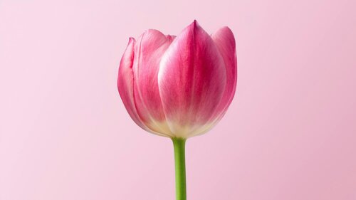 Bloemen kiezen voor boeketten - Groen van bij ons