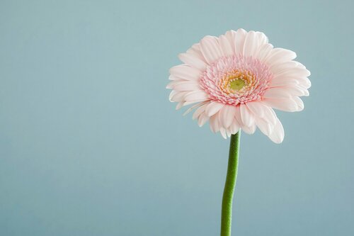 Bloemen kiezen voor boeketten - Groen van bij ons