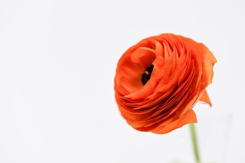 Bloemen kiezen voor boeketten - Groen van bij ons