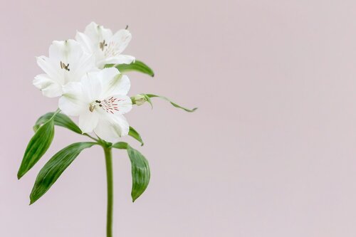 Bloemen kiezen voor boeketten - Groen van bij ons