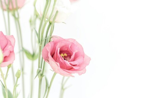 Bloemen kiezen voor boeketten - Groen van bij ons