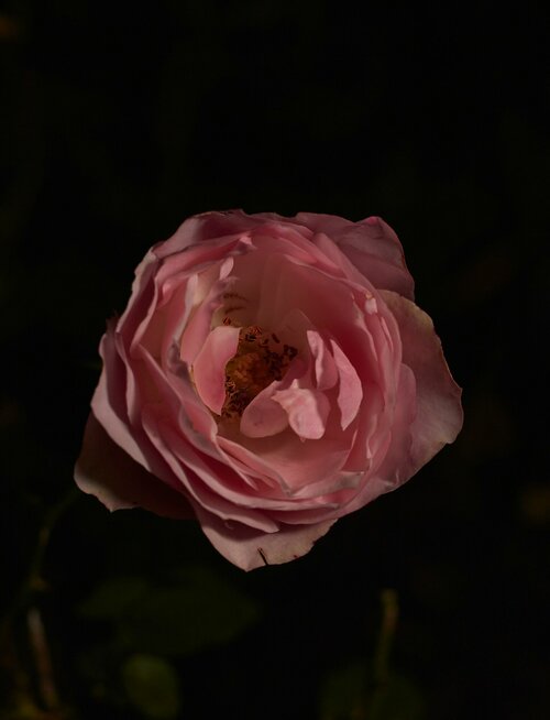 Bodembedekkende rozen - Groen van bij ons