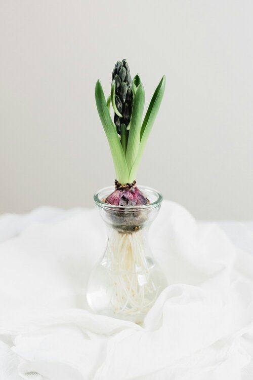 Bollen op pot styling - Groen van bij ons