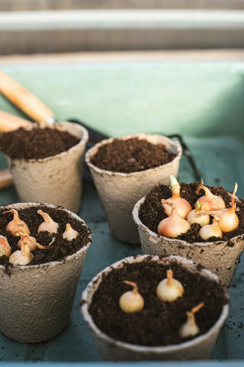 Bollen op pot styling - Groen van bij ons