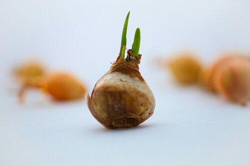 Bollen op pot styling - Groen van bij ons