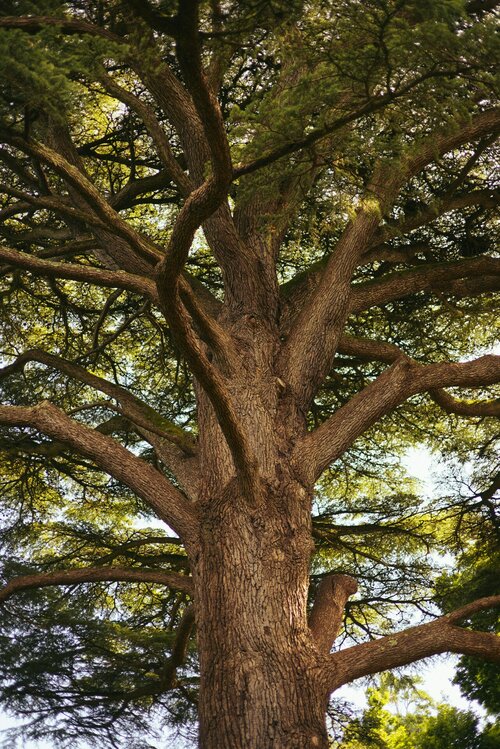 Kies de perfecte bomen voor jouw tuingrootte - Groenvanbijons