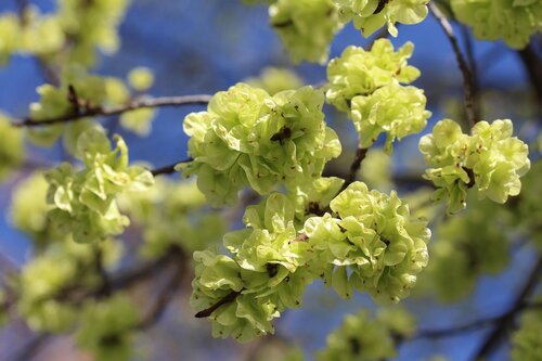 Bomen met opvallende kenmerken - Groen van bij ons