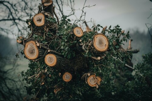 Bomen snoeien - Groen van bij ons