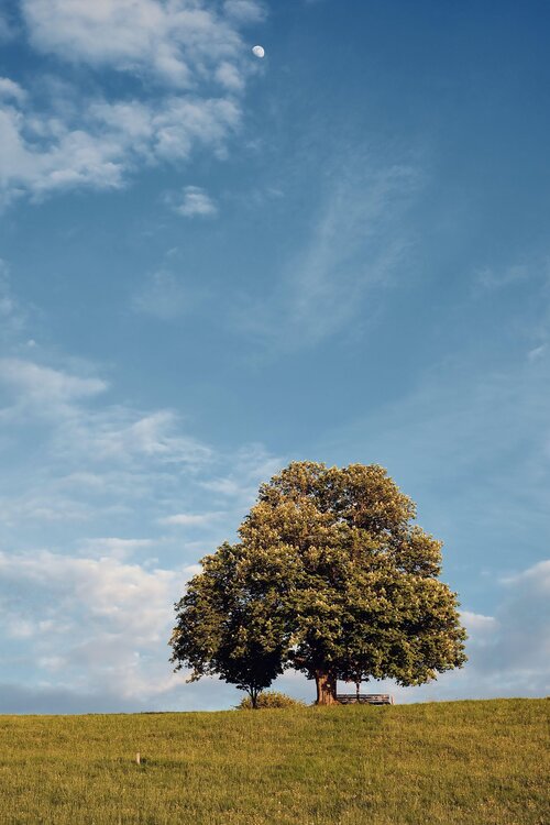 Bomen voor seizoensschoonheid - Groen van bij ons