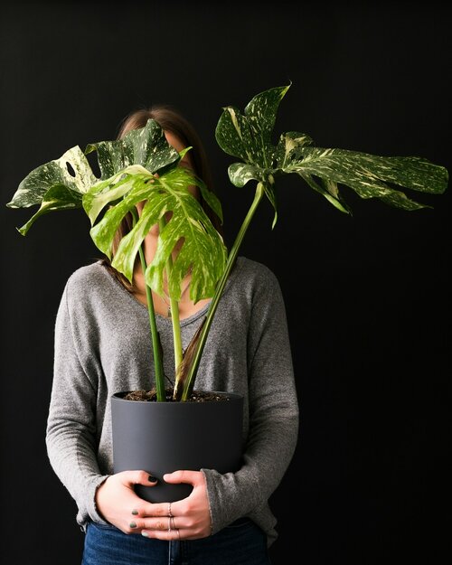 Bonte kamerplanten - Groen van bij ons