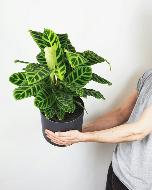 Bonte kamerplanten - Groen van bij ons