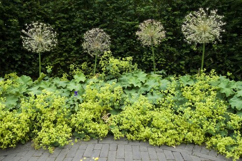 Border met alchemilla als bodembedekkers