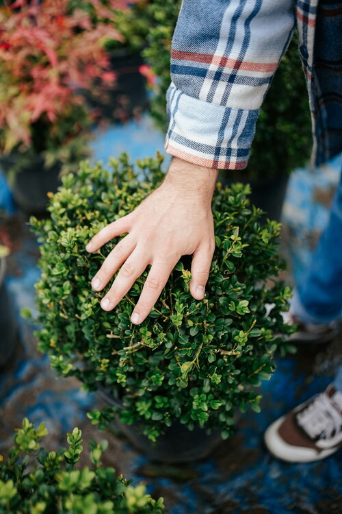 Hand die buxus inspecteert op buxusmot