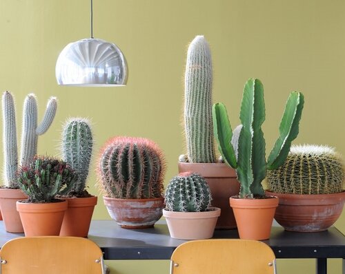 Cactussen - Groen van bij ons