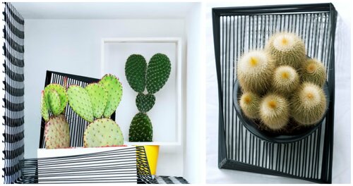 Cactussen - Groen van bij ons