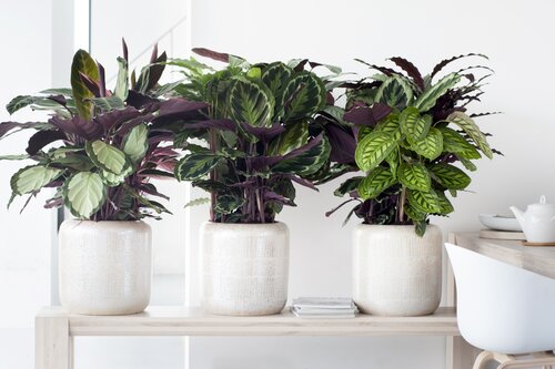 Calathea