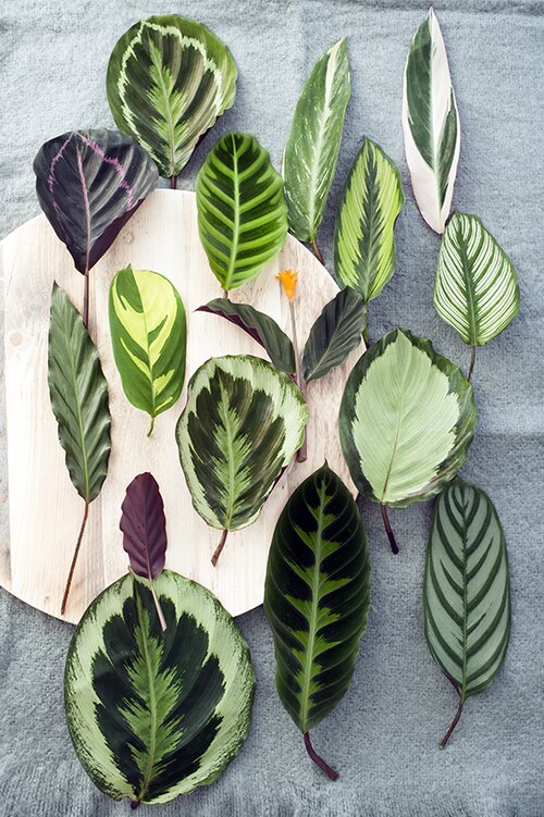 Calathea diverse bladpatronen