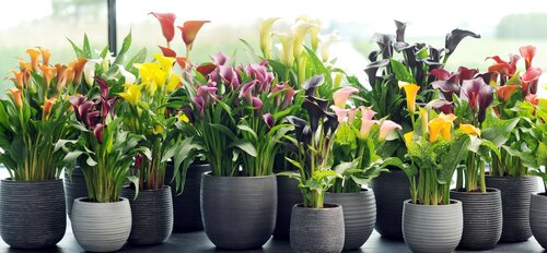 Calla