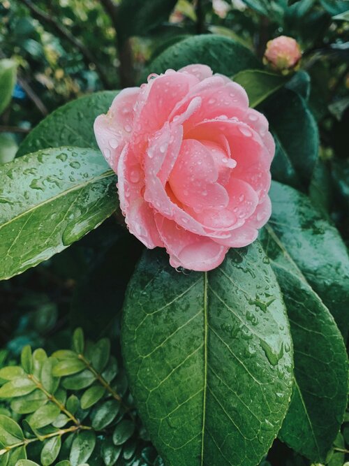Camelia planten en verzorgen - Groen van bij ons