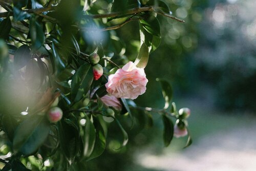 Camelia planten en verzorgen - Groen van bij ons