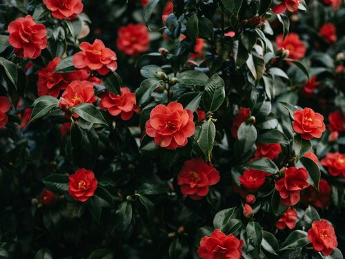 Camelia planten en verzorgen - Groen van bij ons