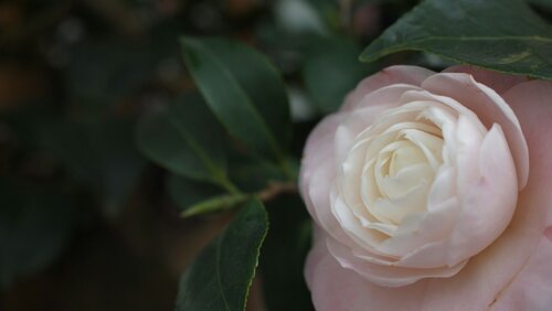 Camelia planten en verzorgen - Groen van bij ons