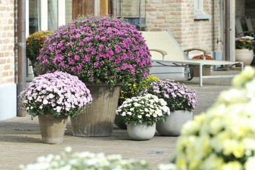 Chrysanten