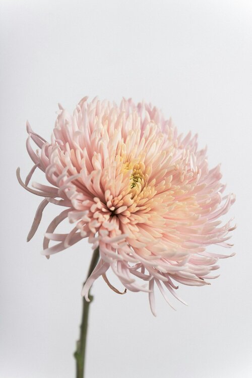 Chrysanten kopen - Groen van bij ons