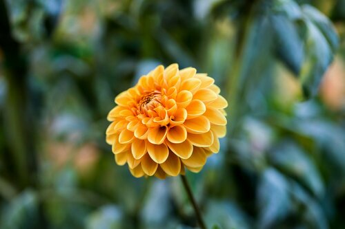 Chrysanten kopen - Groen van bij ons