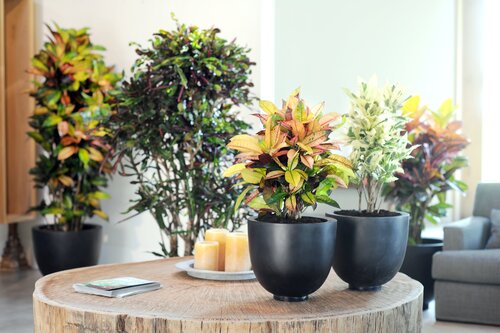 Codiaeum