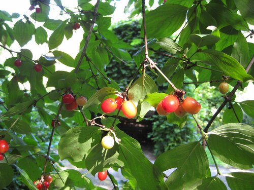 Cornus
