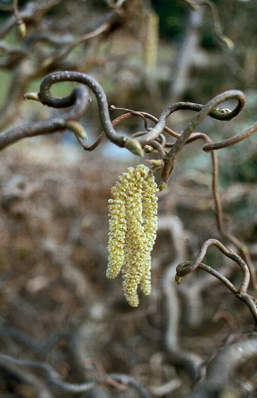 Corylus avellana Contorta