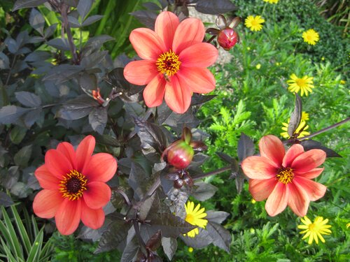 Dahlia - GroenVanBijOns.be