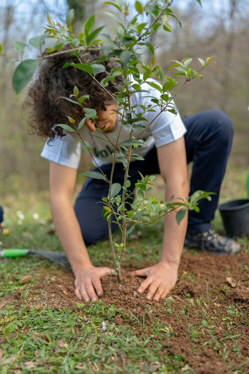 De juiste boom kiezen - Groen van bij ons