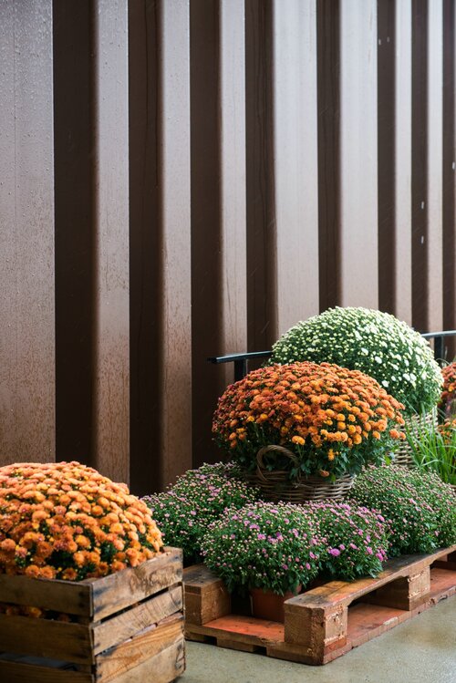 Chrysanten