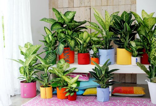 Dieffenbachia 