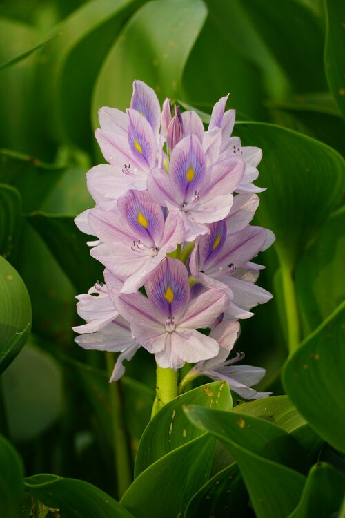 Drijfplanten - Groen van bij ons