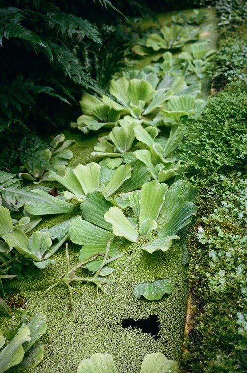Drijfplanten - Groen van bij ons